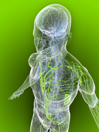 transparent body with healthy lymphatic systemの写真素材