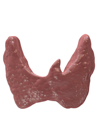 human tyhroid gland 