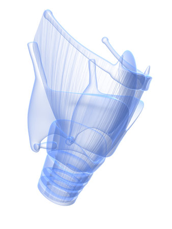 x-ray larynx の写真素材