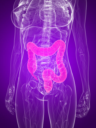 female anatomy with highlighted colon