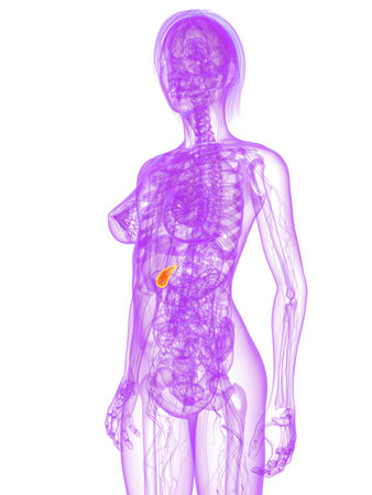 transparent female body with highlighted gallbladderの写真素材