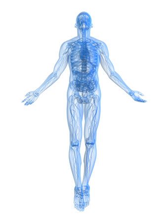 rising body - x-ray rising body - x-ray