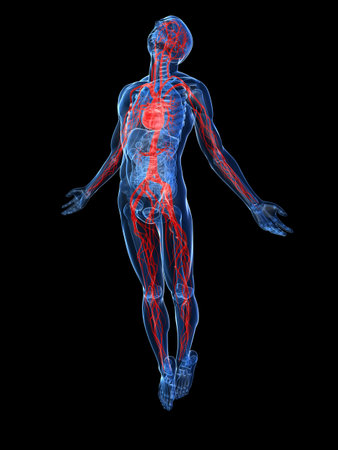 highlighted vascular system highlighted vascular system