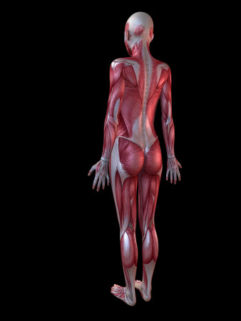 female muscular system の写真素材