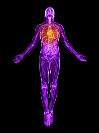 transparent male body with highlighted heartの写真素材