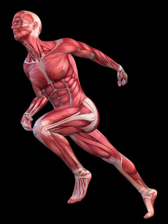 3d muscle model - maleの写真素材
