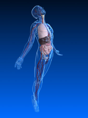 uprising human body with organs uprising human body with organs