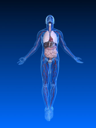 uprising human body with organs uprising human body with organs