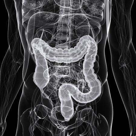 x-ray - anatomy illustration - colon の写真素材