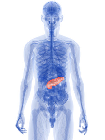 highlighted pancreasの写真素材