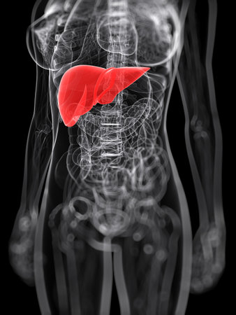 3d rendered medical illustration of the female liverの写真素材