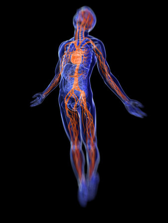 3d rendered, medical illustration of the human vascular system 