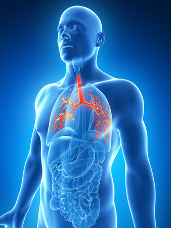 3d rendered illustration of the bronchiの写真素材