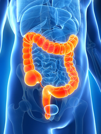 3d rendered illustration of the male colon
の写真素材