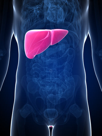 3d rendered illustration of the male liver