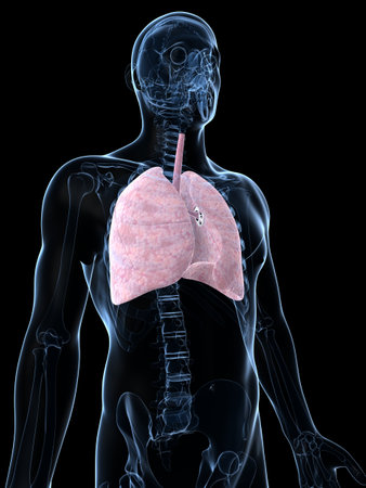 3d rendered illustration of the male lungの写真素材
