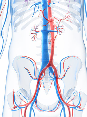 3d rendered illustration of the human vascular system