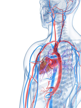 3d rendered illustration of the human vascular systemの写真素材