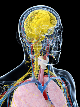 3d rendered illustration of the male anatomy