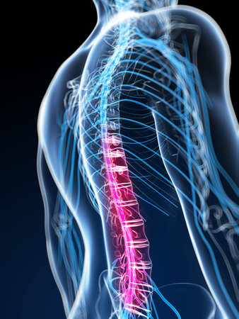 3d rendered illustration of the spinal cord