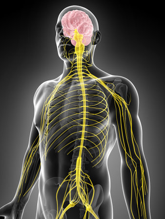 3d rendered illustration of the male nerve systemの写真素材