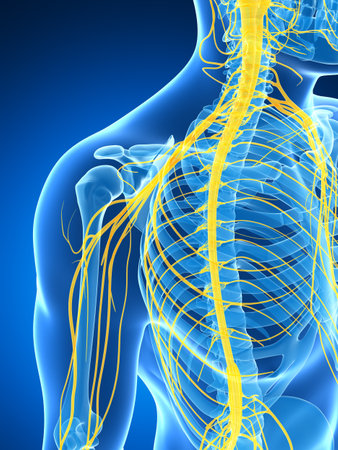 3d rendered illustration of the male nerve systemの写真素材