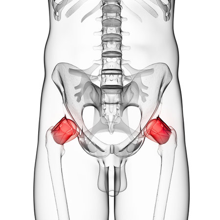 3d rendered illustration of a painful hip jointの写真素材