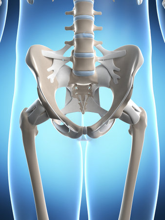 3d rendered illustration of the male skeletonの写真素材