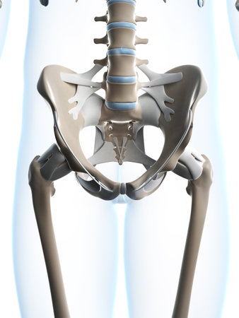 3d rendered illustration of the male skeletonの写真素材