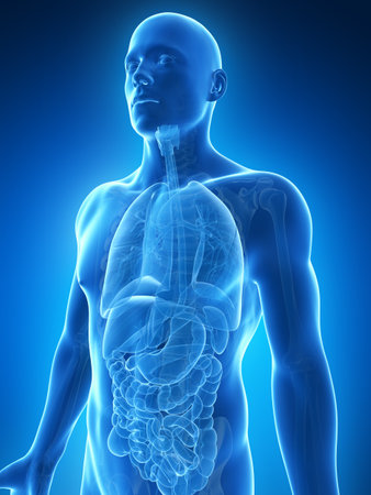 3d rendered illustration of the male anatomyの写真素材