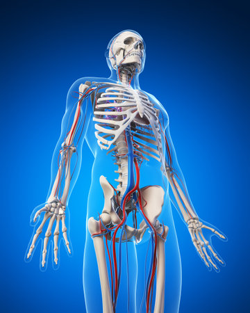 3d rendered illustration - vascular systemの写真素材