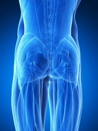 3d rendered illustration - bottom musclesの写真素材