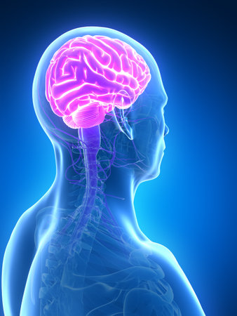 3d rendered illustration - male brainの写真素材