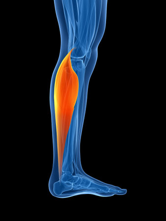3d rendered illustration - gastrocnemius
