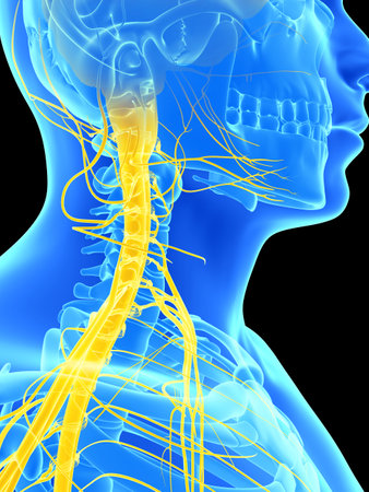 3d rendered illustration - spinal cord and upper nervesの写真素材