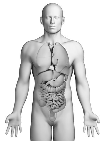 3d rendered illustration - male organsの写真素材