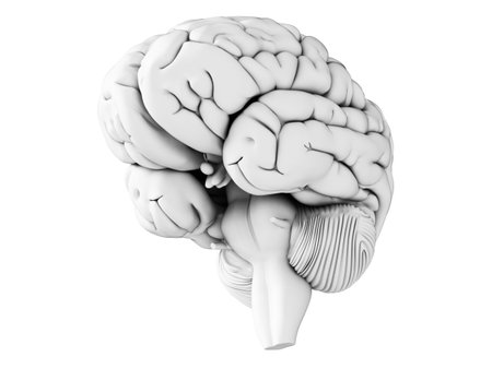 3d rendered illustration - white brian