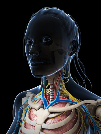 3d rendered illustration of the female anatomyの写真素材