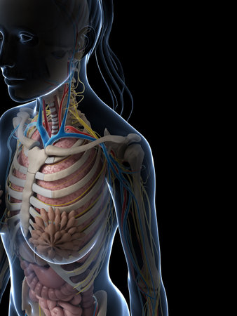 3d rendered illustration of the female anatomyの写真素材