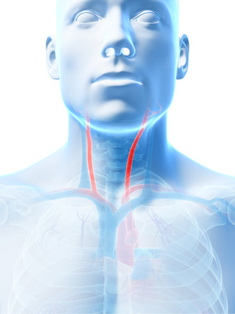 3d rendered illustration of the carotid arteryの写真素材