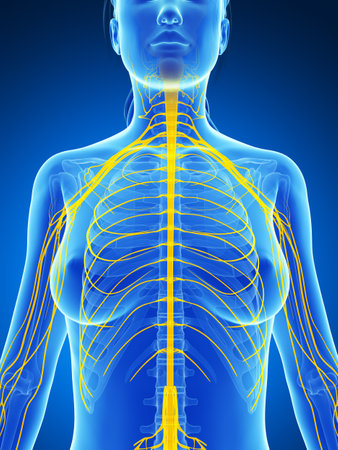 3d rendered illustration of the female nervous systemの写真素材