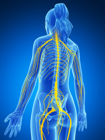 3d rendered illustration of the female nervous systemの写真素材