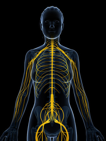 3d rendered illustration of the female nervous systemの写真素材