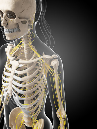 3d rendered illustration of the female nervous systemの写真素材