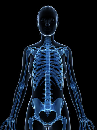 3d rendered illustration of the female skeletonの写真素材