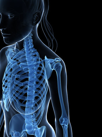 3d rendered illustration of the female skeletonの写真素材