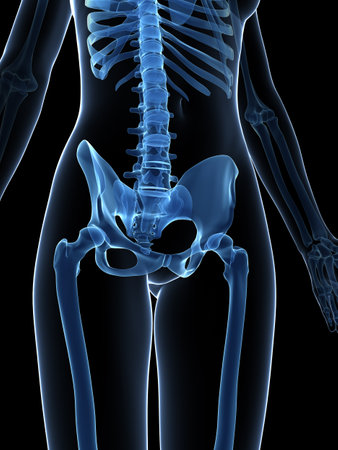 3d rendered illustration of the female skeletonの写真素材