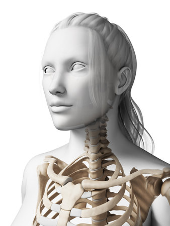 3d rendered illustration of the female skeletonの写真素材