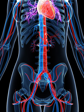 3d rendered illustration of the female vascular systemの写真素材