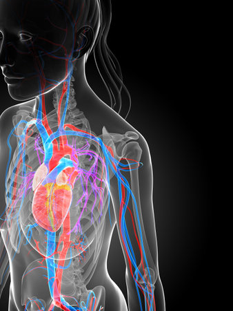 3d rendered illustration of the female vascular systemの写真素材